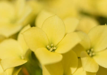 Macro capture of perfect yellow flower blossoms.の写真素材
