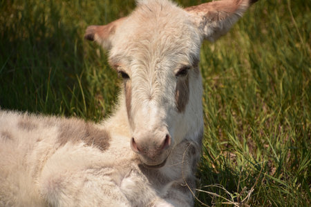 Sweet white baby burro with his ears pinned back.