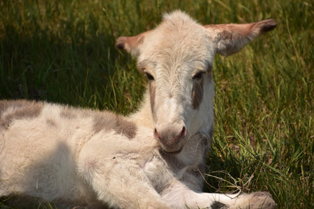 Adorable baby white burro with one ear up the other back.