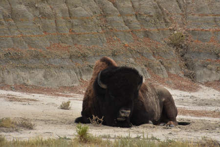 Badlands canyon with an American Bison resting and laying down.の写真素材