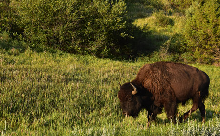 Amazing moving and meandering American buffalo in a grass filled field.
