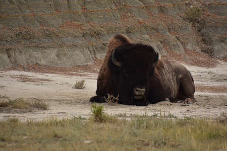 American buffalo laying down and resting in the base of a canyon.の写真素材