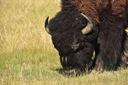 Terrific close up look at a grazing wooly bison in the west.