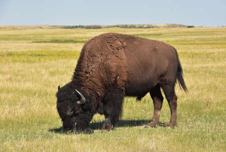 Large brown American buffalo on the plains grazing in South Dakota.