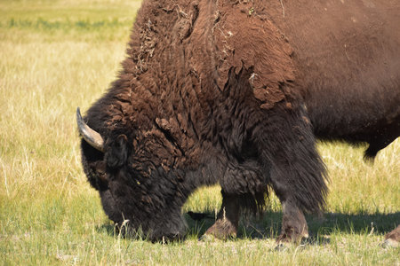 Very thick wooly fur on the head of a bison in South Dakota.