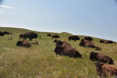 Bison grazing in the grasslands of Yellowstone National Park, Wyoming.の写真素材