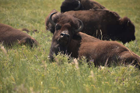 European bison (Bison bonasus) in Yellowstone National Parkの写真素材