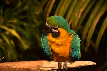 Beautiful blue and gold macaw bird on a perch with a black curved beak.