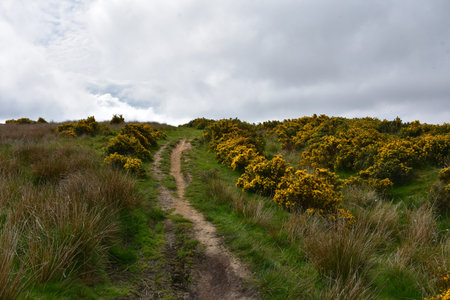 Pretty flowering yellow gorse bushes in North Yorkshire England.