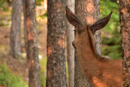 Deer looking deeper into the forest.