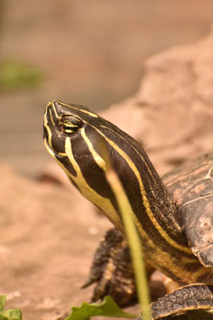 Close up look at the head of a turtle.