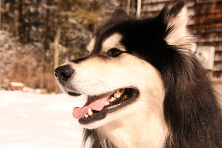 Fluffy black and white Siberian husky playing in the snow.