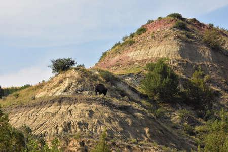 Wild buffalo roaming in the badlands of North Dakota in the summer.の写真素材