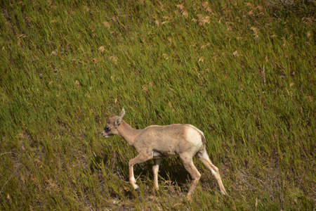 Adorable young bighorn sheep walking in tall grass.の写真素材