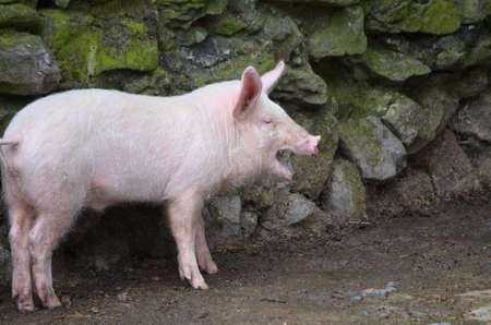 Cute pink pig with his mouth open very wide.