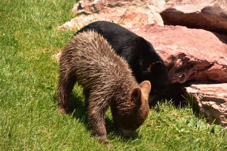 Adorable pair of playful baby black bear cubs in the summer time.