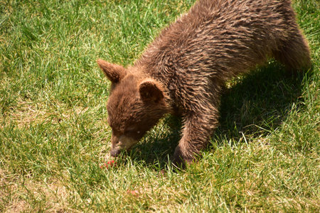 Adorable cinnamon colored black bear cub on a hot summer day.
