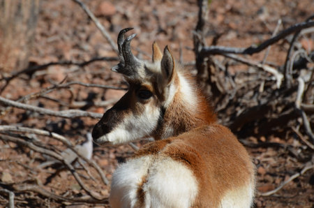 Adorable young pronghorn antelope looking back over his shoulder with short antlers.