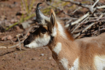 Short curved antlers on a young pronghorn antelope roaming on the plains.