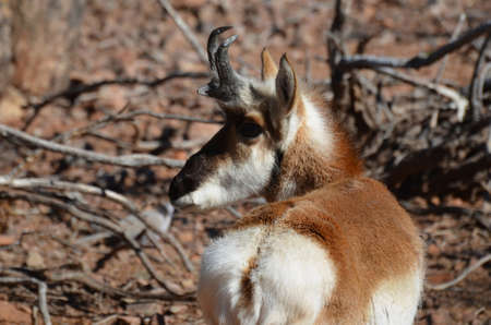 Pronghorn antelope looking back over his shoulder near a fallen tree.の写真素材