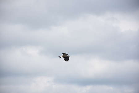 Bird with his wings open in flight against cloudy skies in the spring.