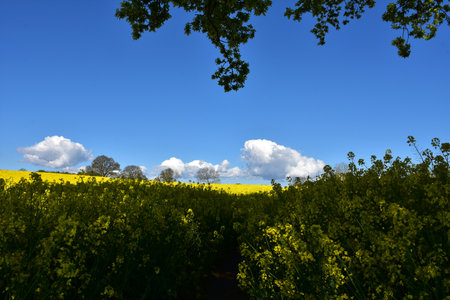 Blue skies with pretty yellow fields of flowers lined by woodlands.