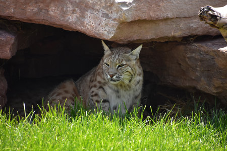 Amazing direct look into the face of an Iberian lynx.の写真素材