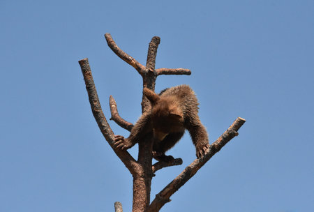 Adorable young brown black bear cub climbing down from a tree top.