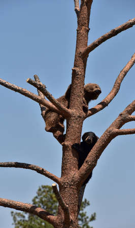 Two black bear cubs playing up in a tall dead tree.