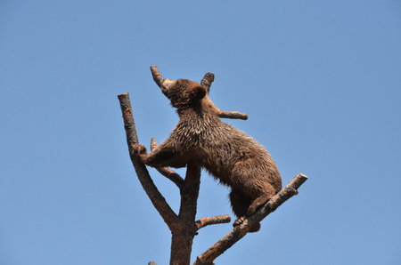 Cute juvenile black bear cub climbing in a dead tree.