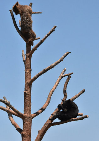 Adorable pair of two black bear cubs sitting on tree branches.