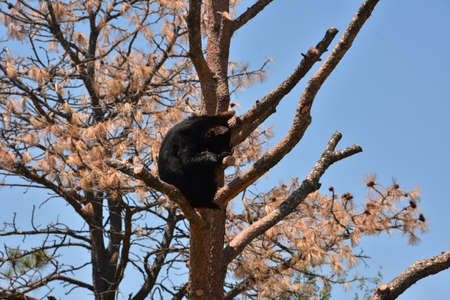 Very cute black bear cub sitting in a dead pine tree.の写真素材
