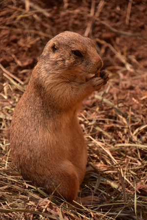 Cute, alert and attentive prairie dog standing up on his back legs.