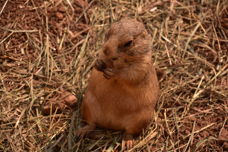 Very cute close up of a small prairie dog in a pile of hay.