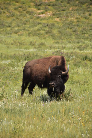 Meadow with a lone American bison on a summer day.の写真素材