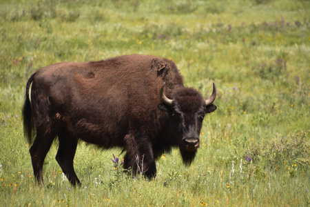 Solitary lone American buffalo bull standing in a meadow with wildflowers and grass.