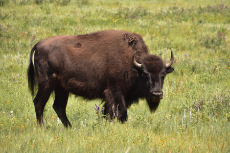 Large male bison bull on the prowl for a mate on a summer day.