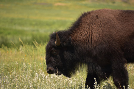 Bison munching on grass as he grazes in a large grass field.