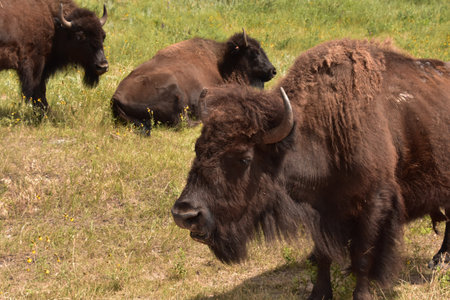 Range with view of American Buffalo grazing as they migrate.の写真素材
