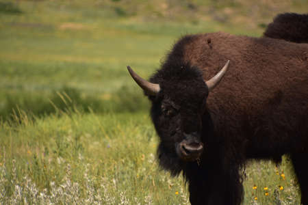 Juvenile buffalo grazing on grasses on a hot summer day.の写真素材