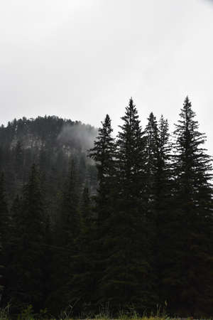 Clouds on the top of tall evergreen trees in North Dakota.の写真素材