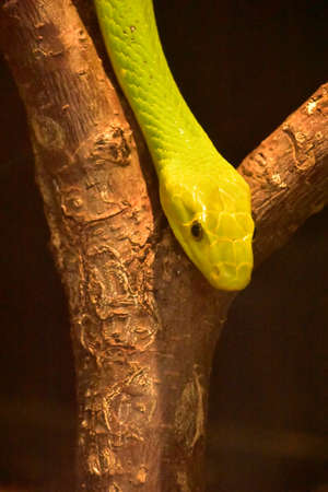 Up close and personal with a deadly green mamba snake.