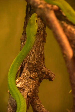 Brilliant green mamba snake slithering up a tree.