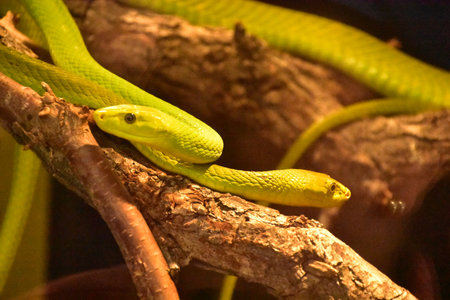 Deadly green mamba tree snakes coiled together in a tree.