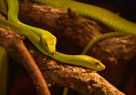Coiled poisonous green mamba snakes toether in a tree.