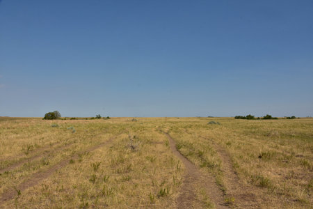 Lots of game trails winding through the plains in North Dakota.