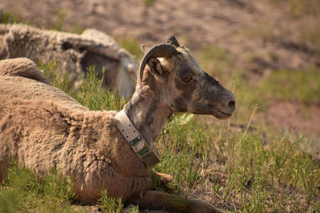 Resting bighorn sheep in a valley in the Badlands.
