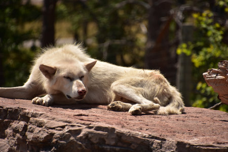 Scruffy white wolf sleeping on a rock in the sun during the summer.