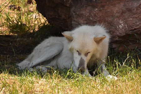 White timber wolf sleeping in the grass.