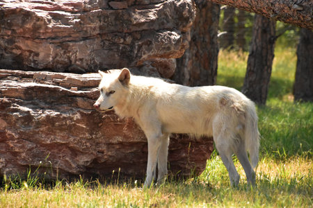 White wolf wary and watchful standing in the grass.